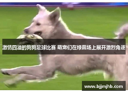 激情四溢的狗狗足球比赛 萌宠们在绿茵场上展开激烈角逐